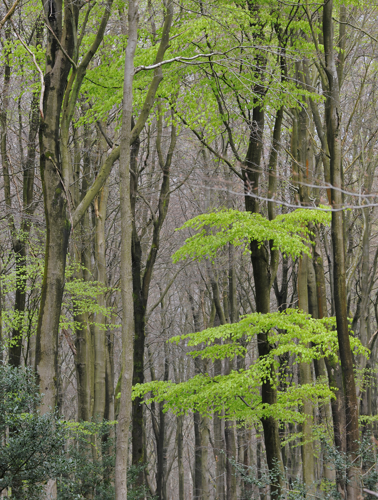 West Woods  Wiltshire New Beech Leaves 1